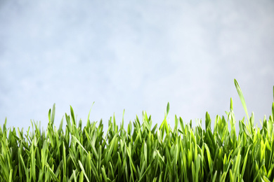 Fresh green grass on light background, space for text. Spring season