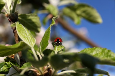 Photo of Ladybug on apple tree, closeup view. Spring season