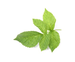 Photo of Stem with green raspberry leaves isolated on white