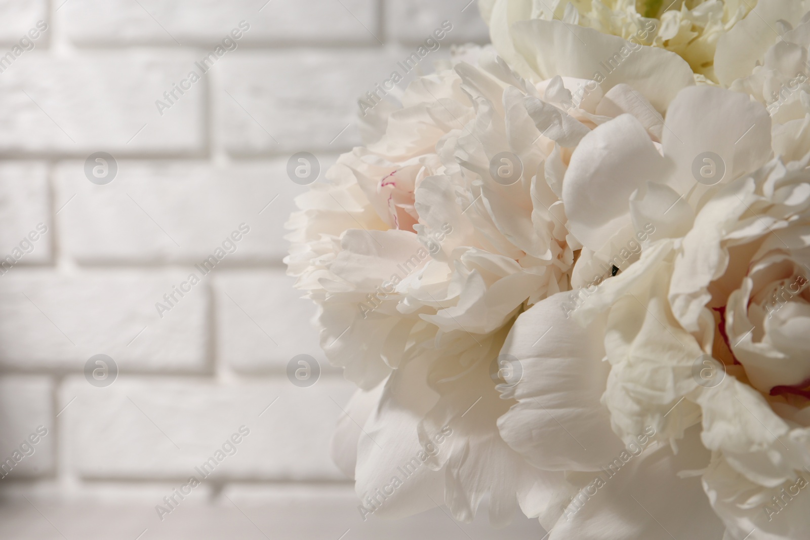 Photo of Beautiful peonies near white brick wall, closeup. Space for text