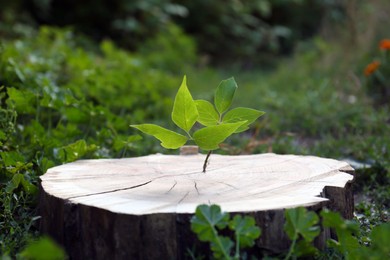 Photo of Seedling growing out of tree stump outdoors. New life concept