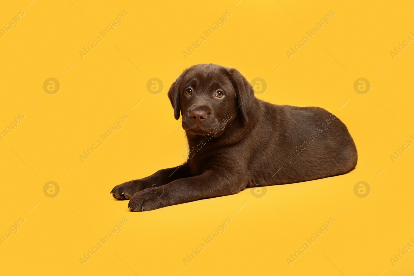 Cute chocolate Labrador Retriever puppy on yellow background Photo of Cute chocolate Labrador Retriever puppy on yellow background