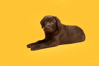 Photo of Cute chocolate Labrador Retriever puppy on yellow background