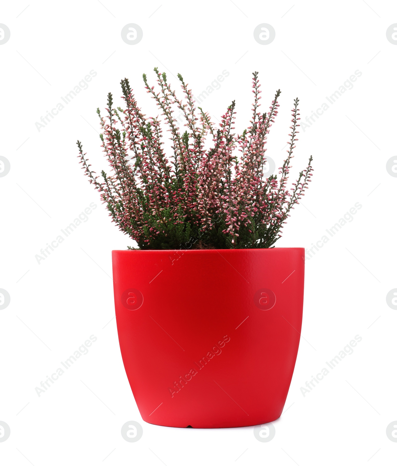 Photo of Beautiful heather in flowerpot isolated on white