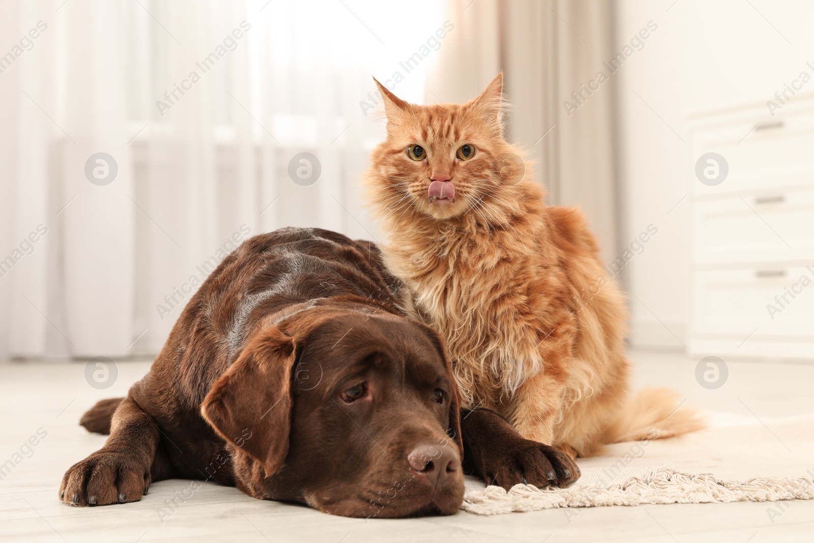 Photo of Cat and dog together on floor indoors. Fluffy friends