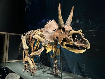 Photo of Leiden, Netherlands - November 19, 2022: Life size skeleton of Triceratops in museum