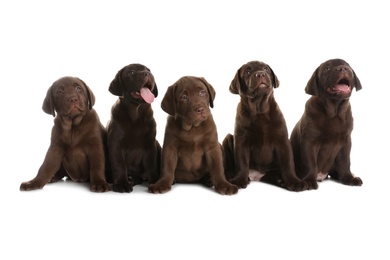 Chocolate Labrador Retriever puppies on white background