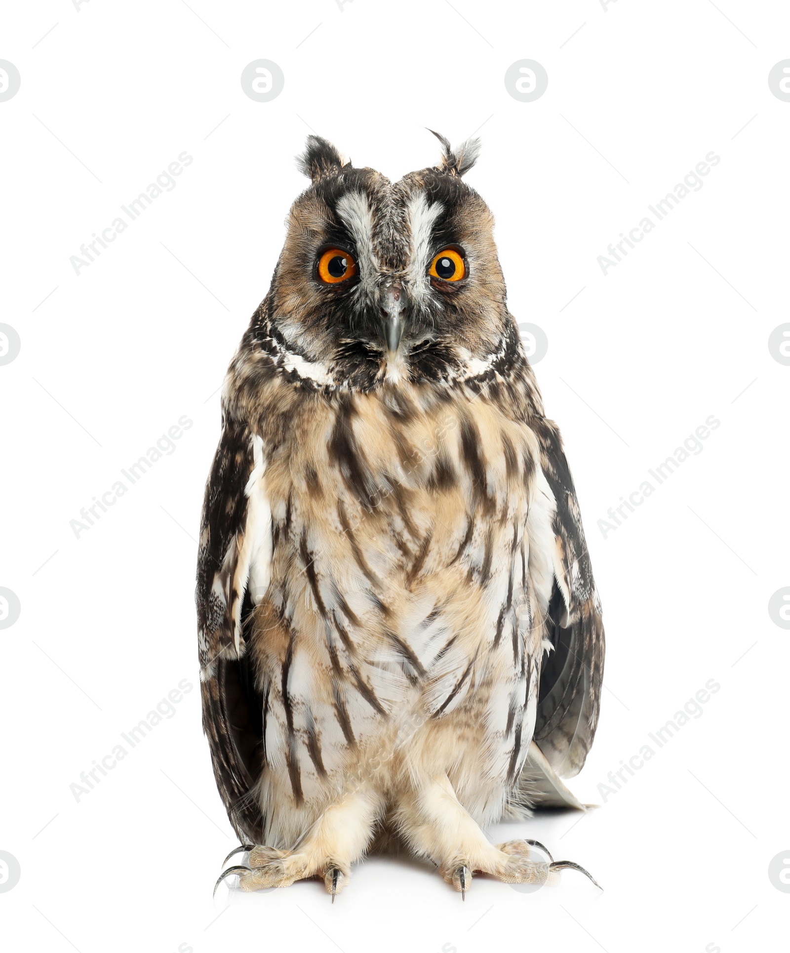 Photo of Beautiful eagle owl on white background. Predatory bird