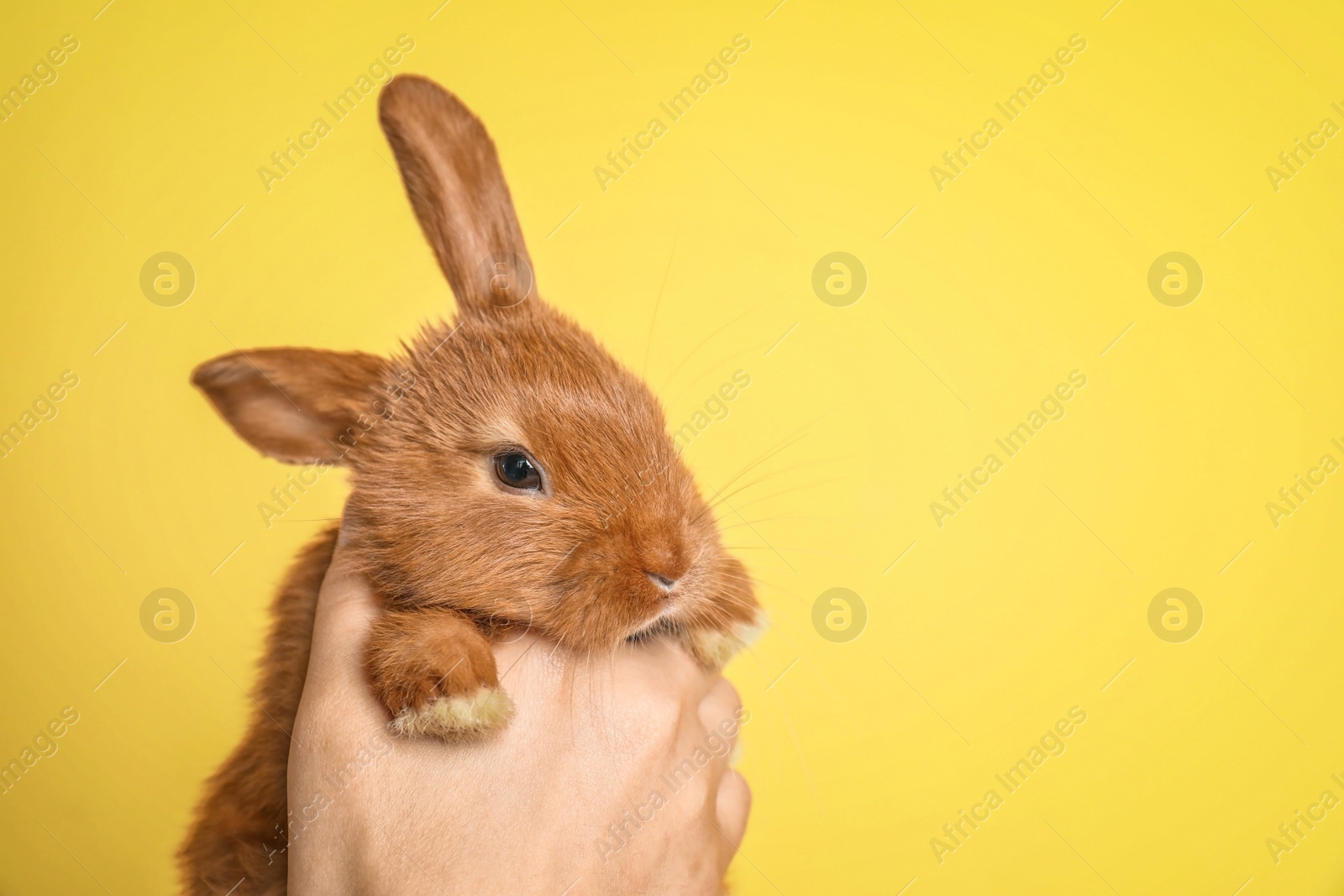 Photo of Woman holding adorable rabbit on color background