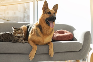 Photo of Cat and dog together on sofa indoors. Funny friends