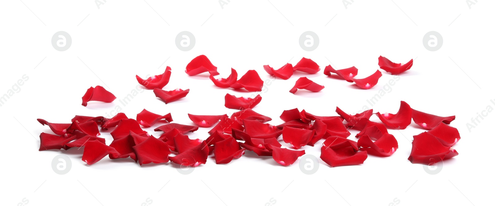 Photo of Beautiful red rose petals on white background