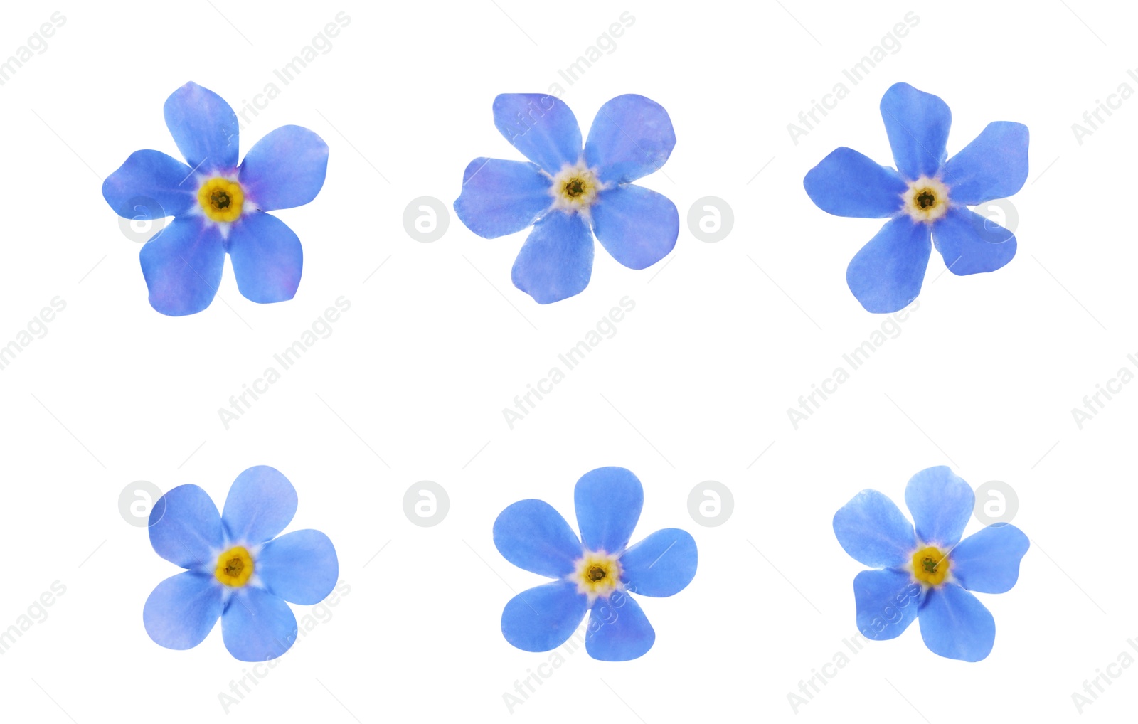 Image of Set with beautiful tender forget me not flowers on white background