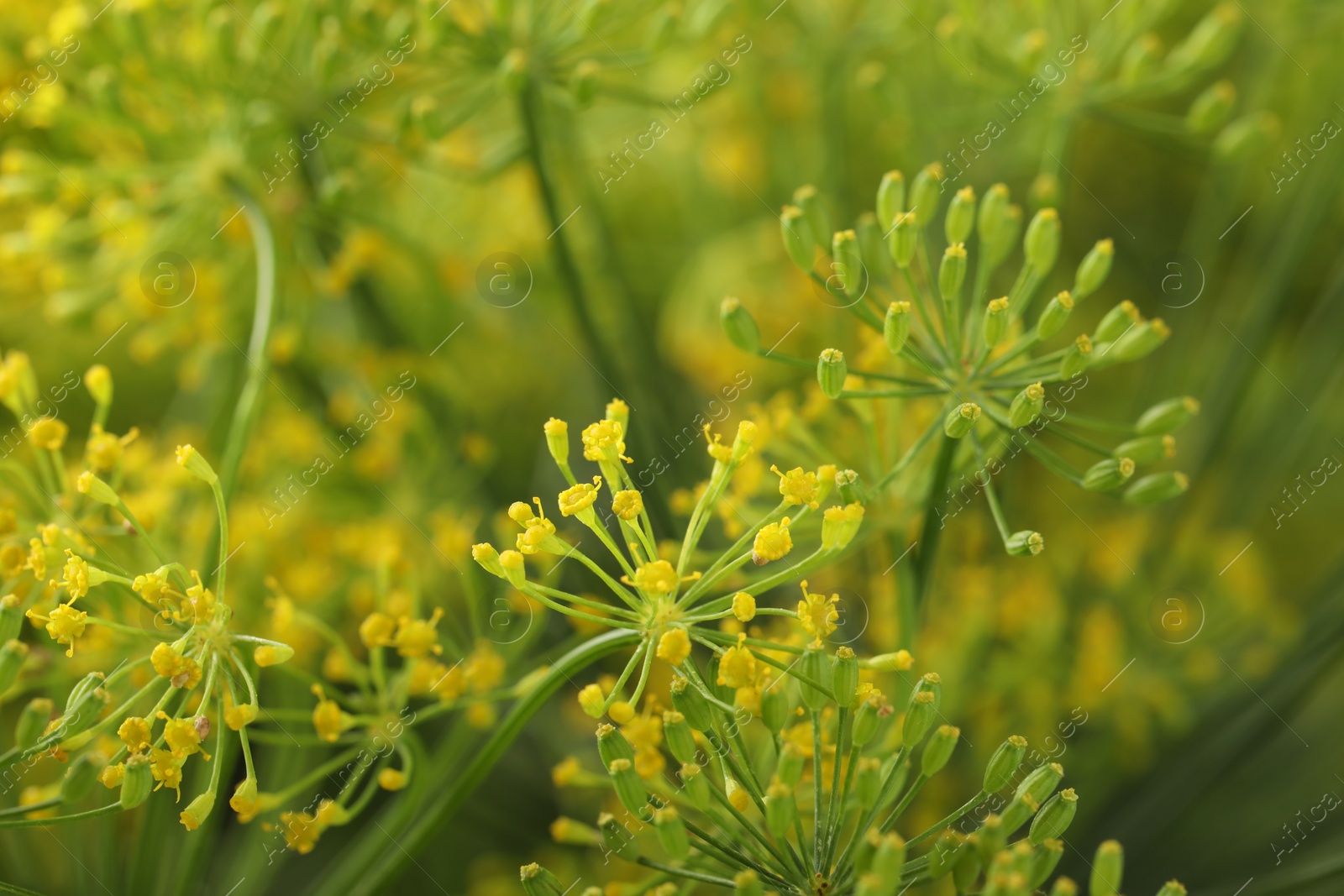 Photo of Fresh green dill flower on blurred background, closeup