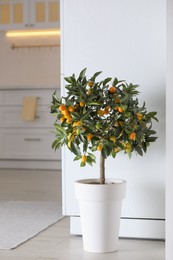 Photo of Potted kumquat tree with ripening fruits indoors. Interior design