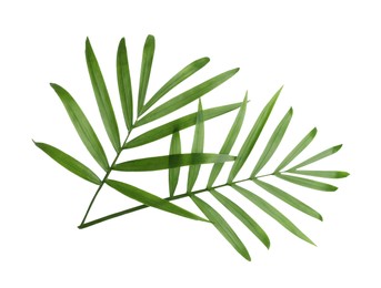 Photo of Beautiful green coconut leaves on white background