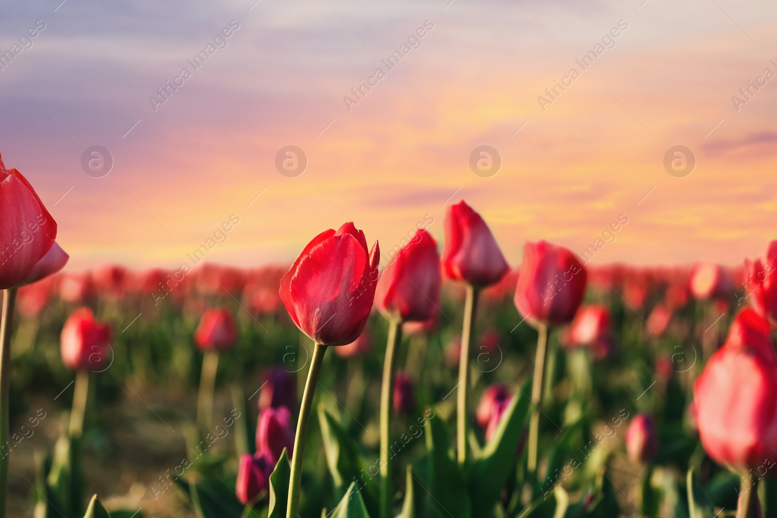 Photo of Field with fresh beautiful tulips. Blooming flowers