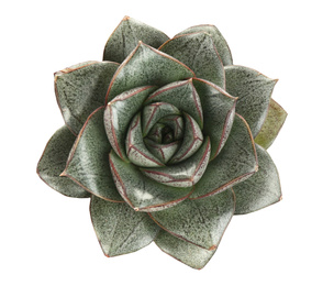 Image of Beautiful succulent on white background, top view