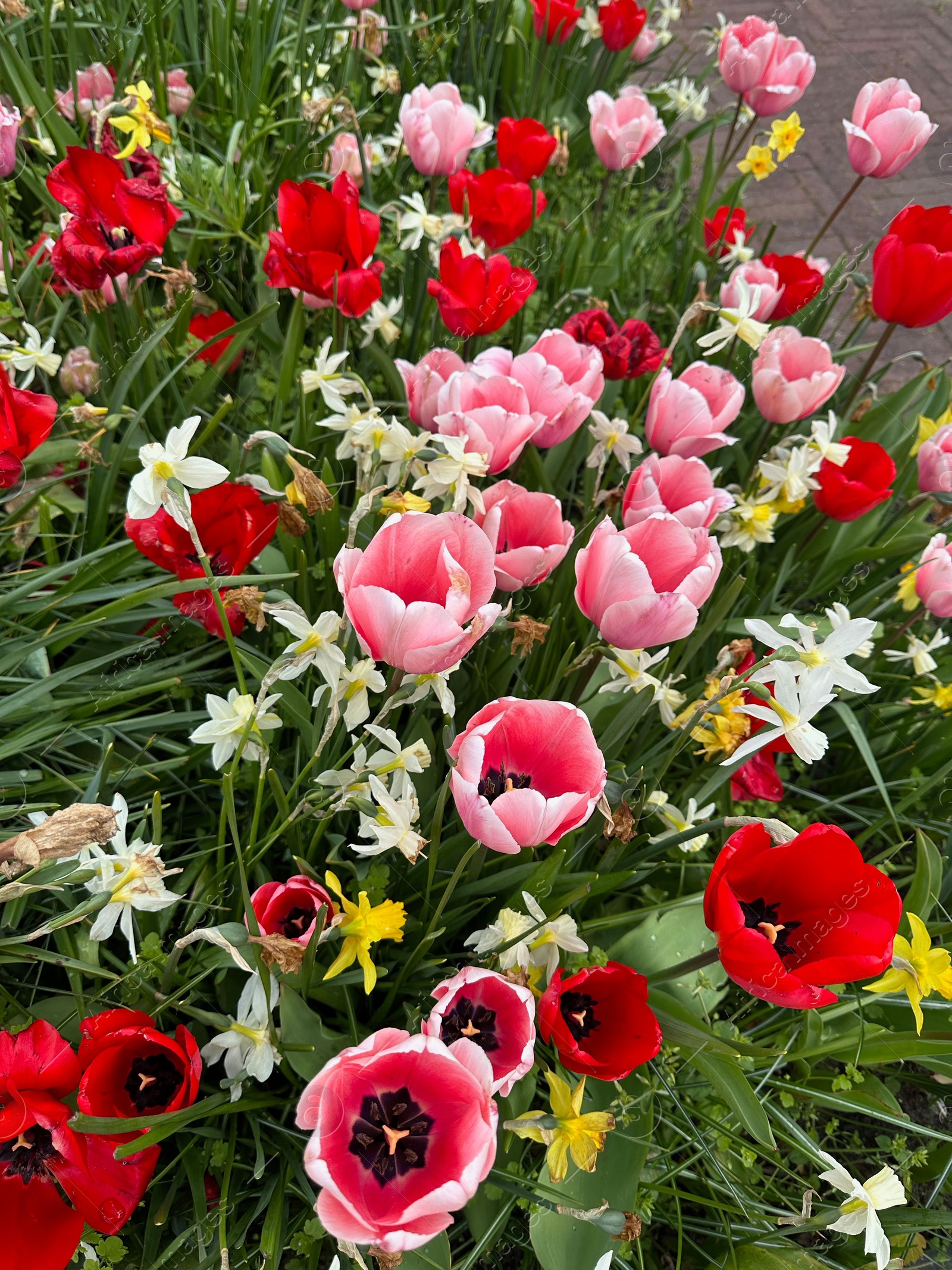 Photo of Beautiful tulips and daffodils flowers growing outdoors