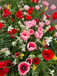 Beautiful tulips and daffodils flowers growing outdoors