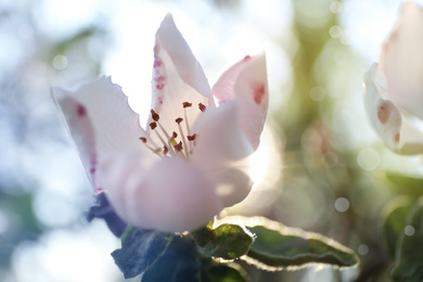 Photo of Closeup view of beautiful blossoming quince tree outdoors on spring day