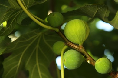 Photo of Unripe figs growing on tree in garden, closeup. Space for text