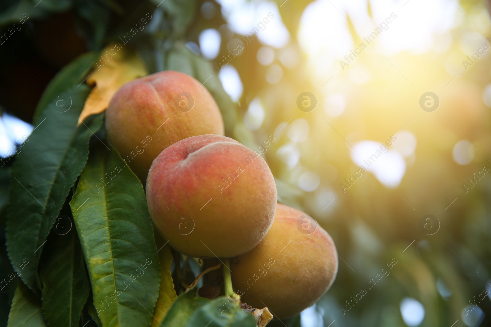 Photo of Ripe peaches on tree branch in garden, closeup