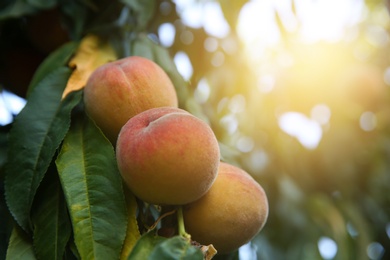 Photo of Ripe peaches on tree branch in garden, closeup