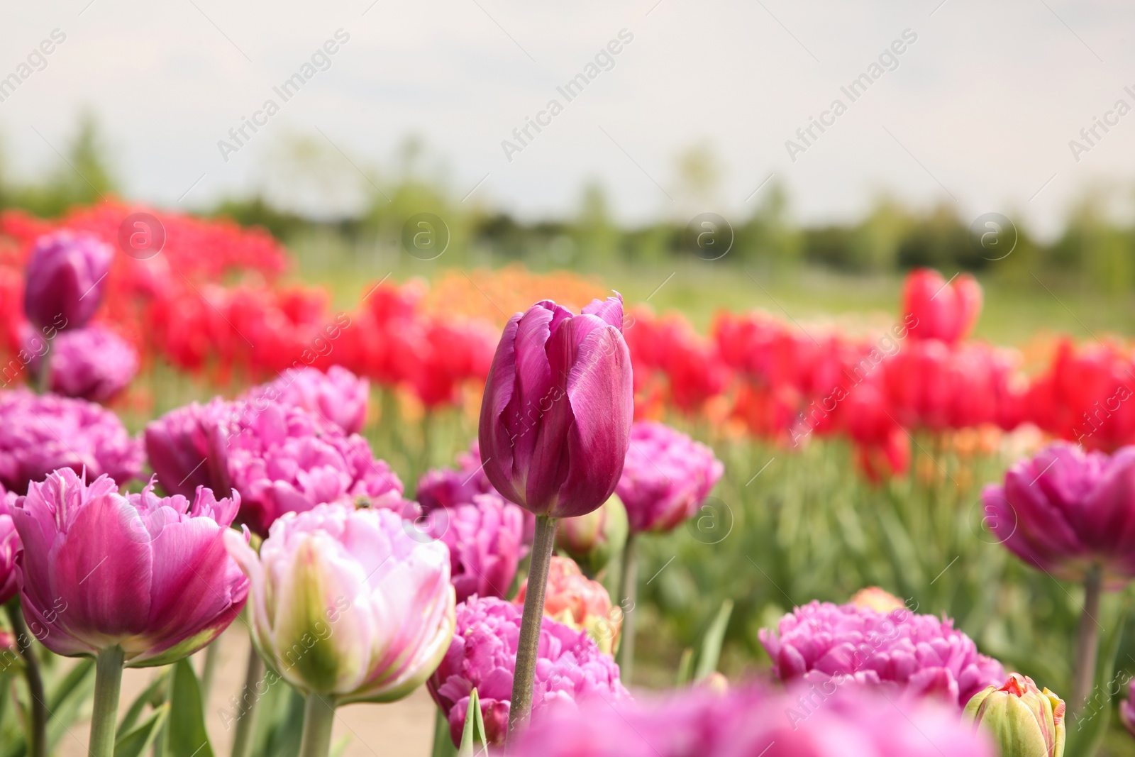 Photo of Beautiful colorful tulip flowers growing in field