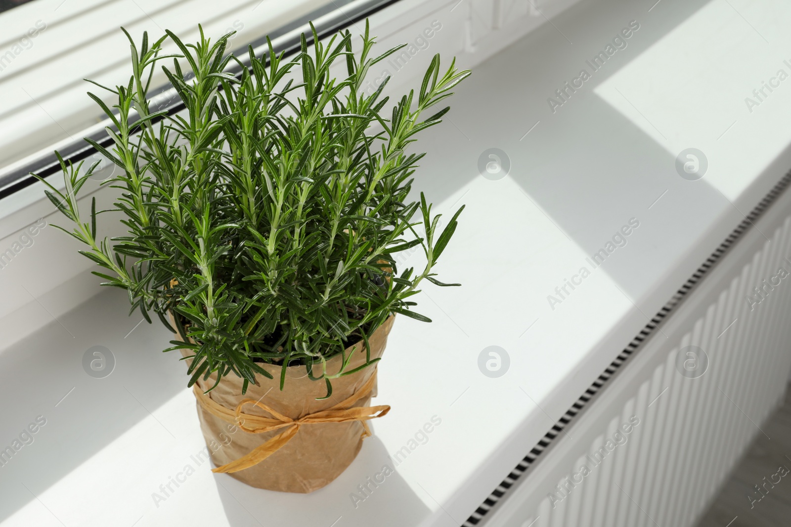 Photo of Aromatic green rosemary in pot on windowsill