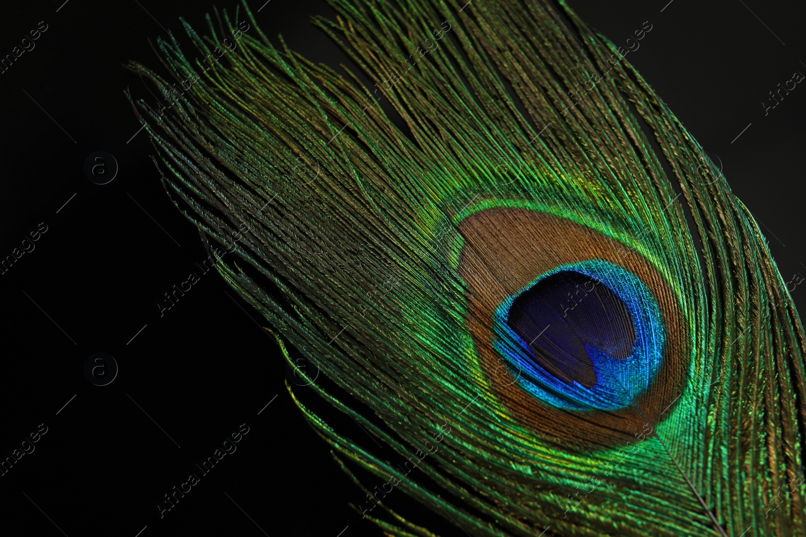 Photo of Beautiful bright peacock feather on black background, closeup