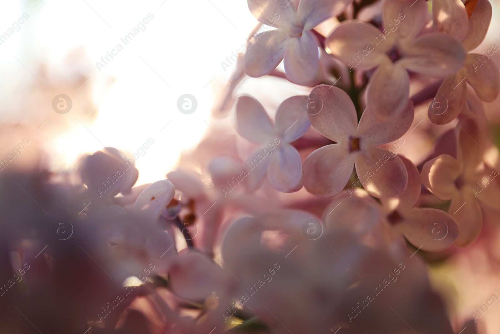 Photo of Closeup view of beautiful blooming lilac shrub outdoors