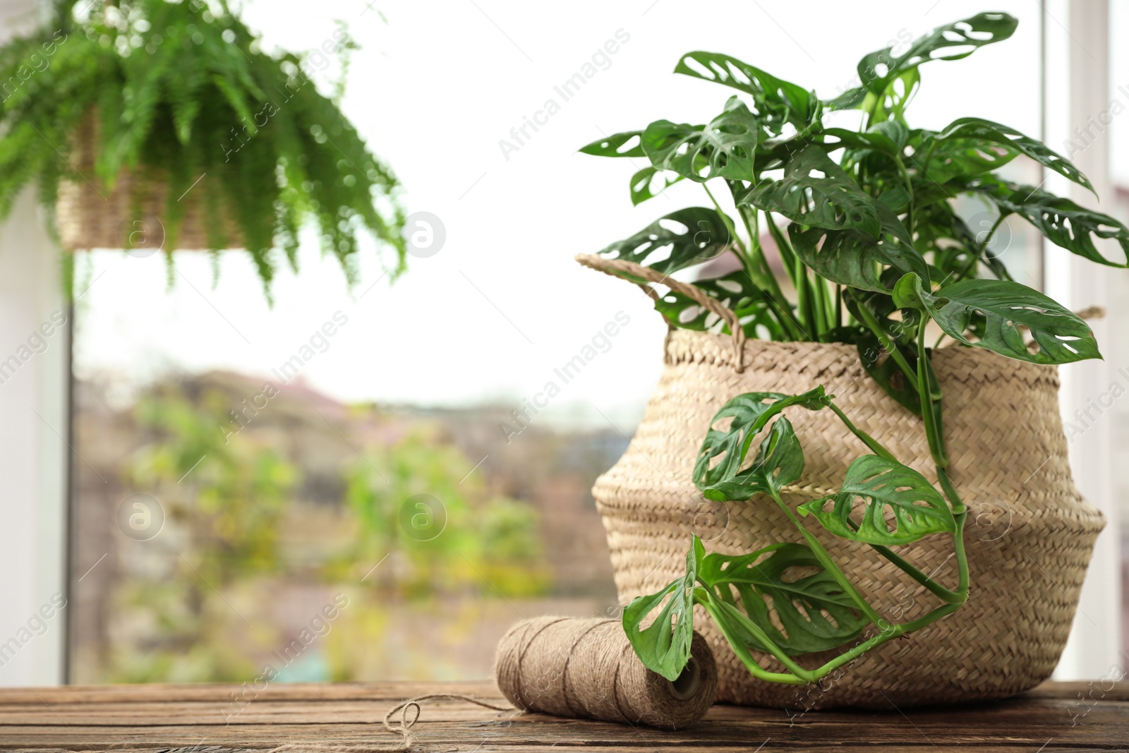 Photo of Wicker pot with Monstera plant on wooden table at home, space for text