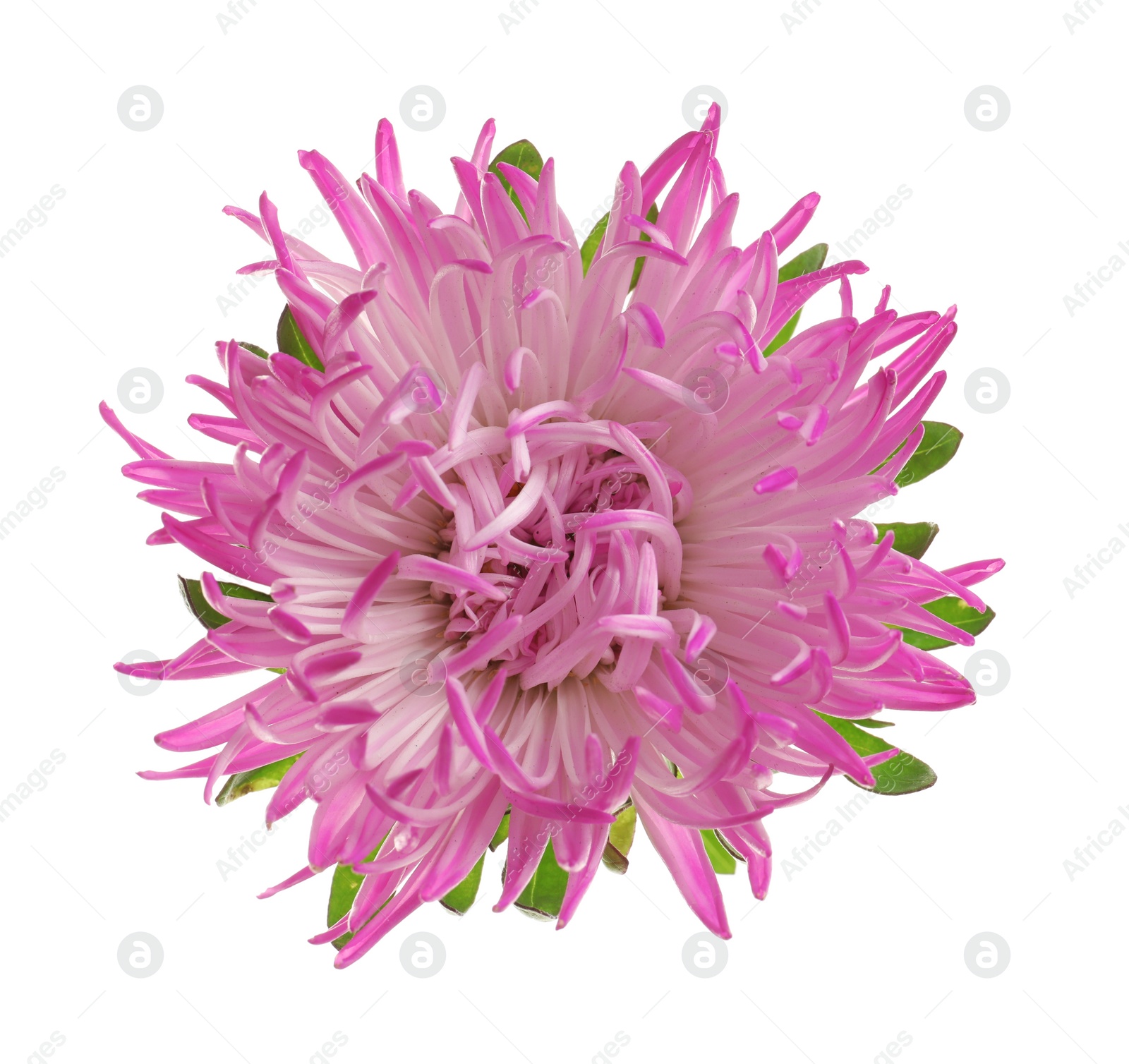 Photo of Beautiful bright aster flower on white background, top view