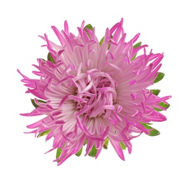 Photo of Beautiful bright aster flower on white background, top view