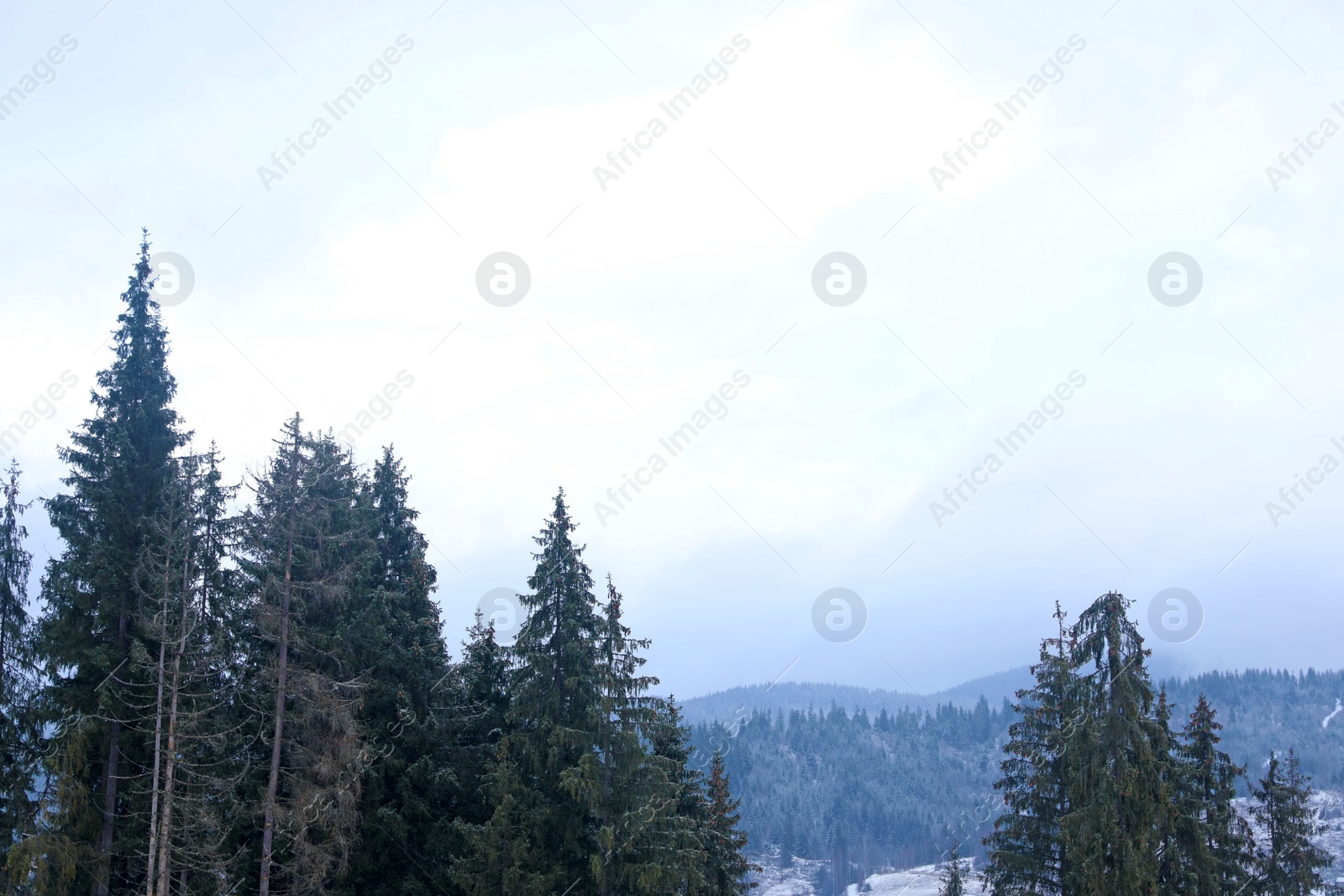 Photo of Beautiful landscape with conifer forest. Winter vacation