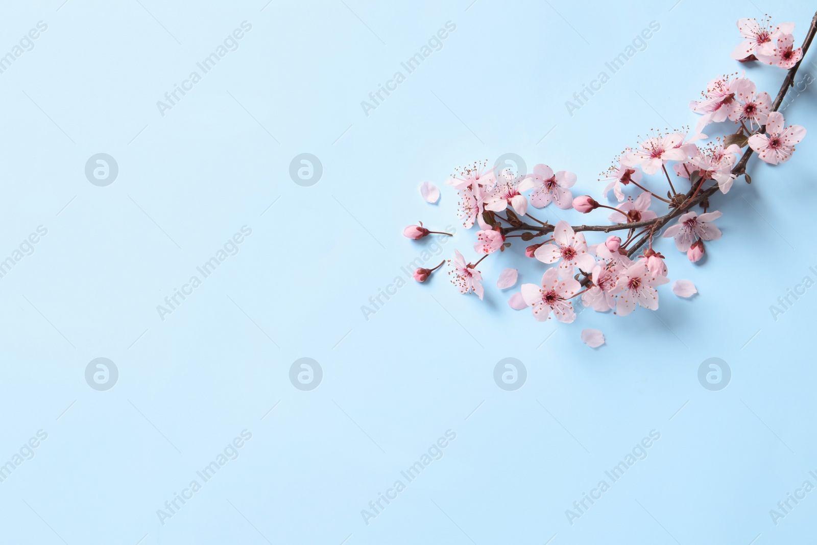 Photo of Sakura tree branch with beautiful pink blossoms on light blue background, flat lay. Space for text