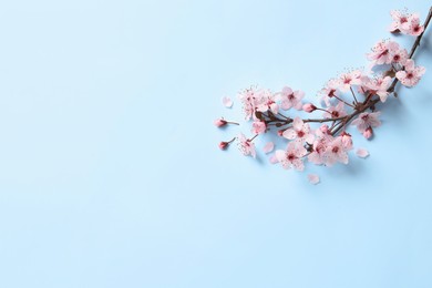 Sakura tree branch with beautiful pink blossoms on light blue background, flat lay. Space for text