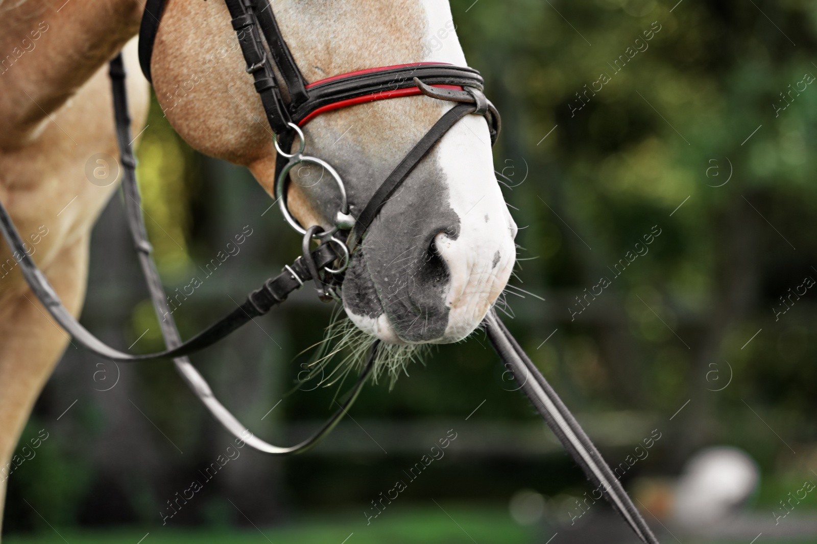 Photo of Palomino horse in bridle on blurred background, closeup