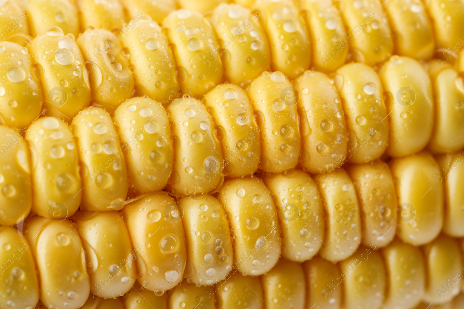 Photo of Ripe raw corn cob with water drops as background, closeup