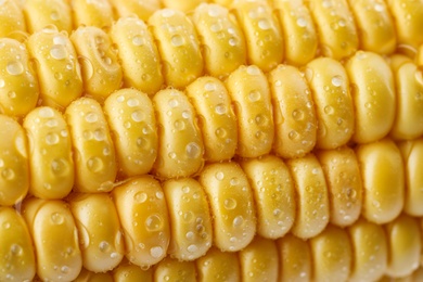 Ripe raw corn cob with water drops as background, closeup