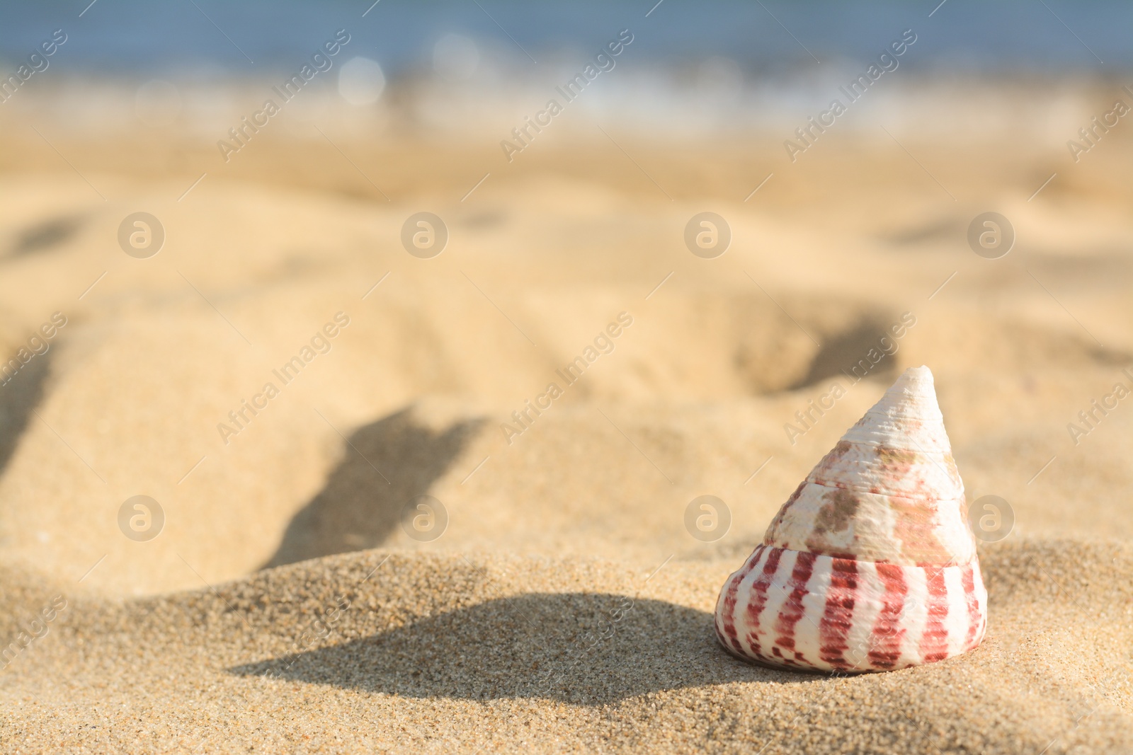 Photo of Beautiful seashell on sandy beach near sea, closeup. Space for text