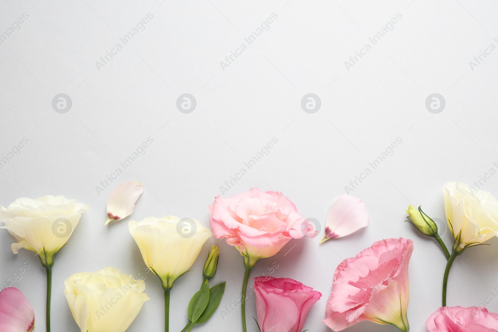 Photo of Beautiful Eustoma flowers on grey background, flat lay. Space for text