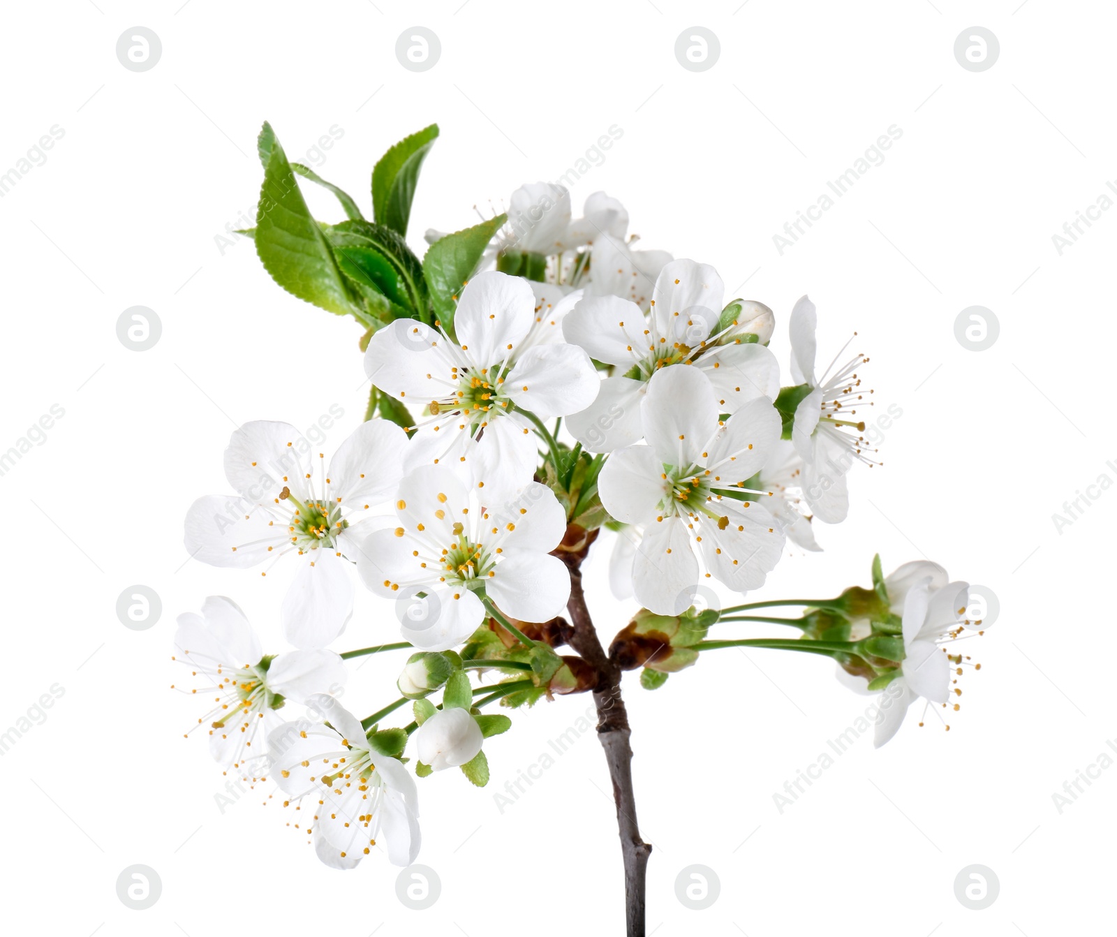 Photo of Spring branch with beautiful blossoms and leaves isolated on white