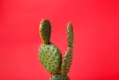 Photo of Beautiful green Opuntia cactus on red background