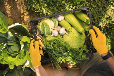 Man harvesting different fresh ripe vegetables on farm, top view