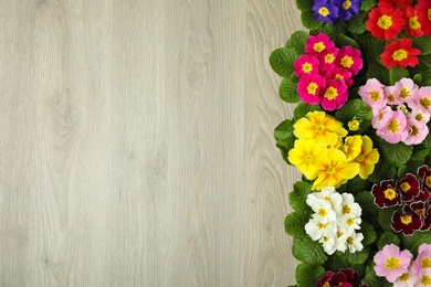 Photo of Primrose Primula Vulgaris flowers on white wooden background, flat lay with space for text. Spring season