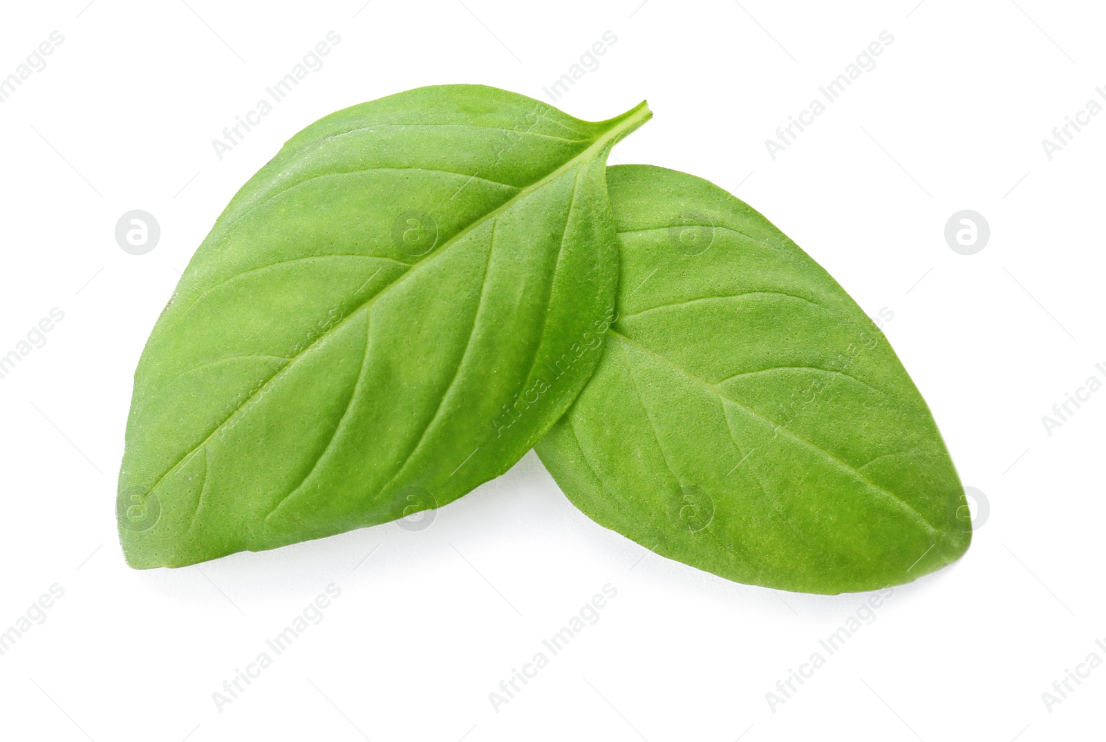 Photo of Fresh green basil leaves on white background