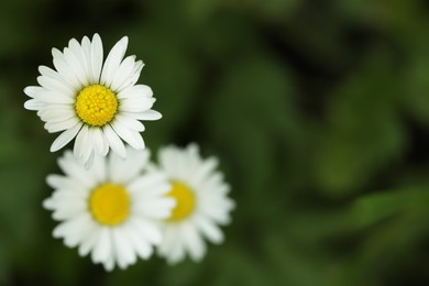 Photo of Beautiful tender daisy flowers growing outdoors, closeup. Space for text