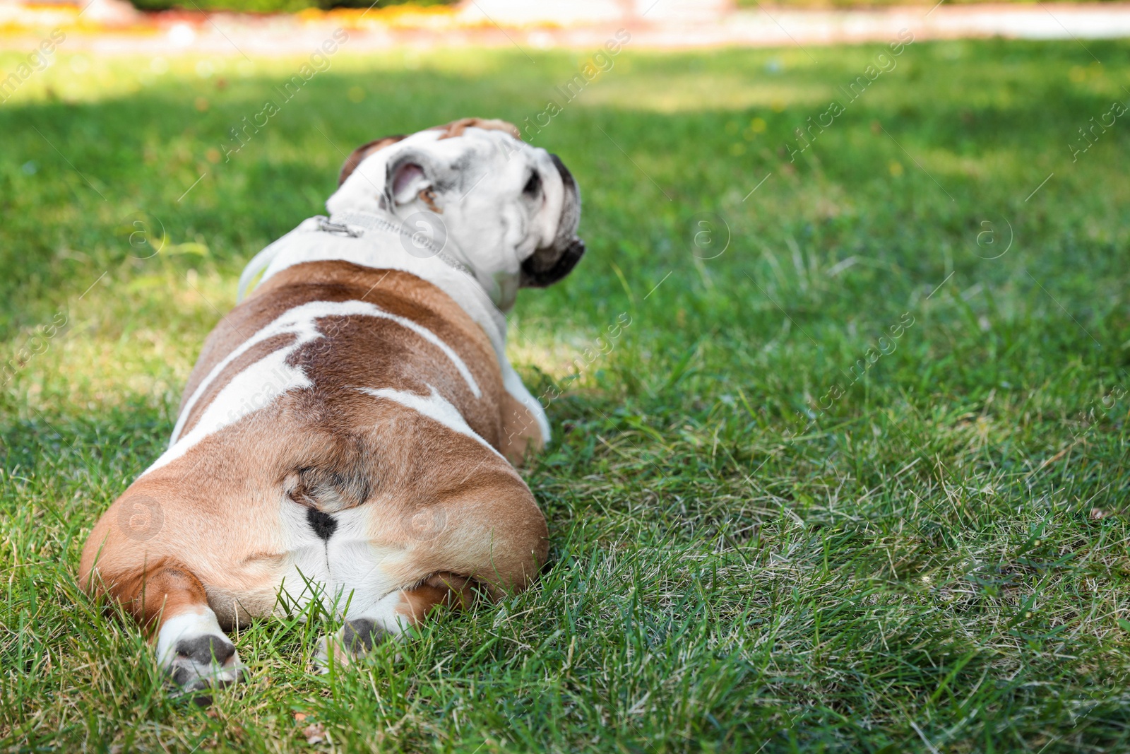 Photo of Funny English bulldog on green grass in park