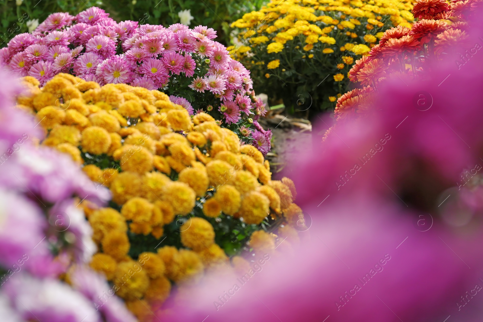 Photo of View of fresh beautiful colorful chrysanthemum flowers